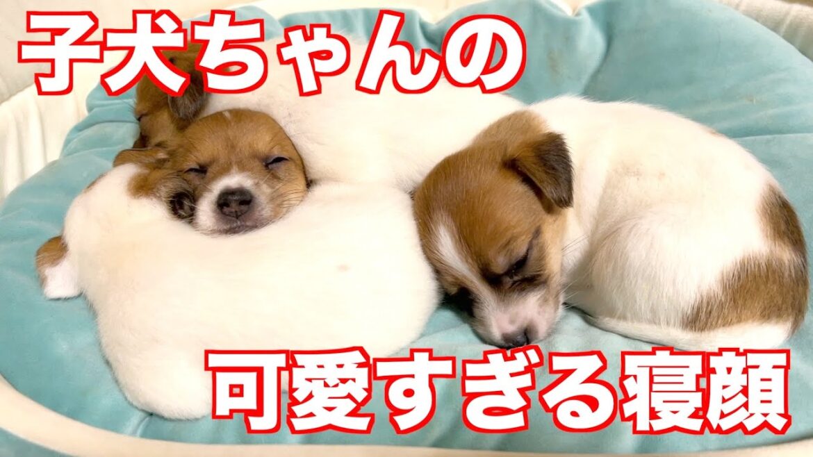 【ジャックラッセルテリア】うちの子犬ちゃんの寝顔が可愛すぎる！かわいい寝顔を見て癒されてください動物癒し動画「にくきゅう」