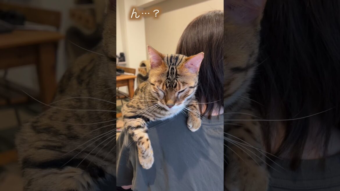 麻酔が切れて痛くなってきっちゃった猫【抜歯】#ベンガル #ルトロゼ #猫