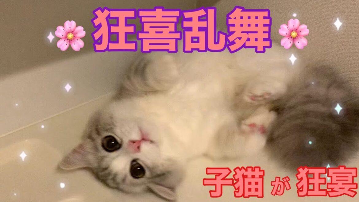 鏡の中の何者かに出会ってから〜その場所が大好きになった子猫のチッチさん✨それはもう狂喜乱舞で喜びを表現し、大丈夫？と思ってしまう程です😅是非ご覧になってみて下さい🙇‍♀️❣️🙇‍♀️