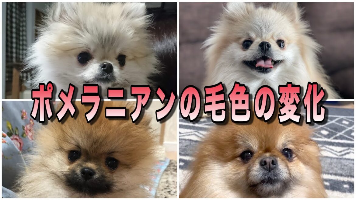 ポメラニアンの子犬と成犬ではこんなに変わる毛色の変化を解説! ポメラニアンの子犬と成犬ではこんなに変わる毛色の変化を解説!