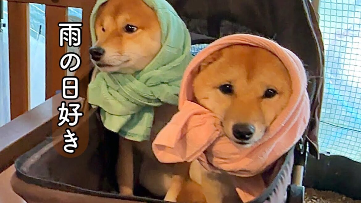 『柴犬は雨が好き』なのは本当でした！　雨の中喜び爆走が止まらない豆柴姉妹