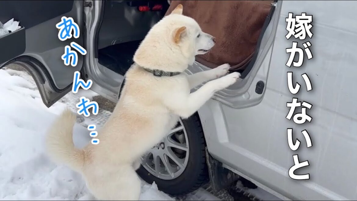 嫁ちゃんいないと調子出ない… #柴犬