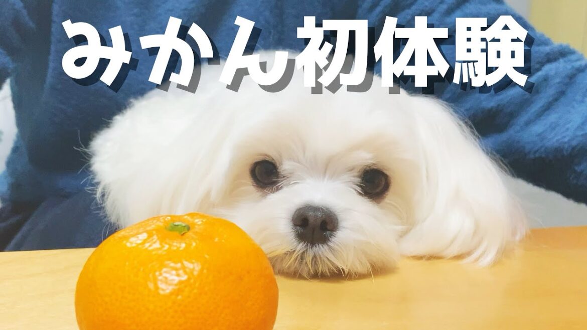 みかんを初めて食べた犬の微妙な反応が可愛かった【マルチーズ】 みかんを初めて食べた犬の微妙な反応が可愛かった【マルチーズ】