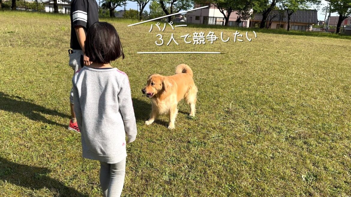 早朝の野原で最高に開放的なゴールデンと子供たち