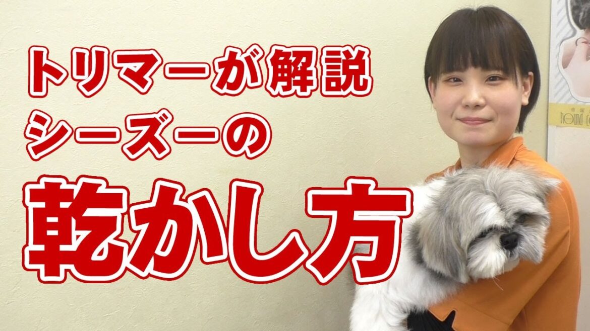 【愛犬の乾かし方】トリマーが解説 自宅でできるシーズーの乾かし方【帝塚山ハウンドカム】