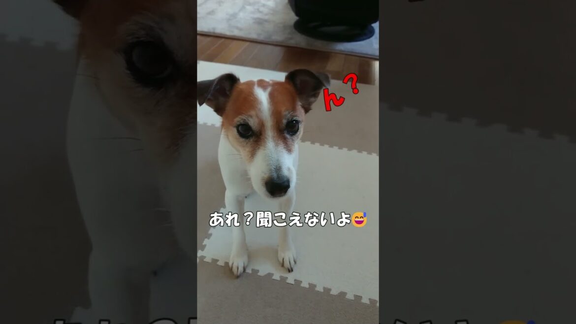 【part 1】ワン！にはワン！で答えるわんこ🐶 #ジャックラッセルテリア #shorts