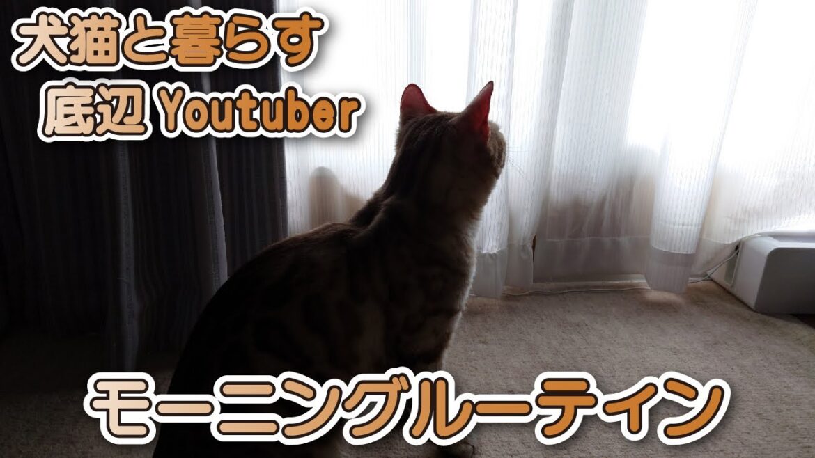【スノーベンガル猫とトイプードル】売れないYouTuberと猫と犬と過ごすモーニングルーティン