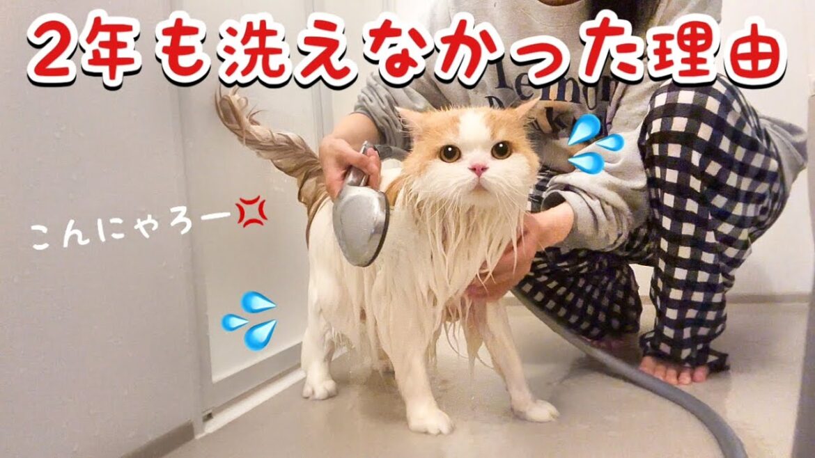 2年ぶりに愛猫をシャンプーしたら大変なことに…! 2年ぶりに愛猫をシャンプーしたら大変なことに...!