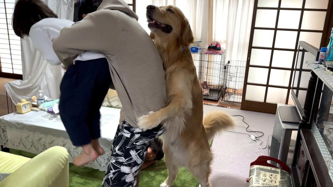 子供を捕まえようとすると、背後から捕まえてくるゴールデンレトリバー