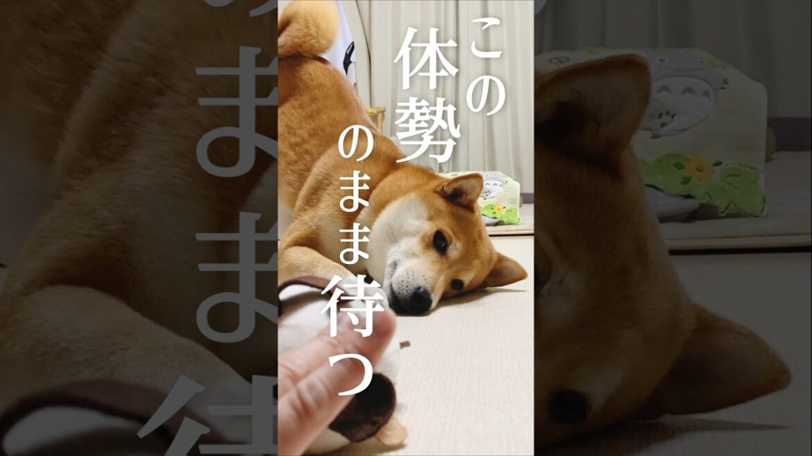 衝撃のラストを見せる柴犬こむぎ【あるじのステップ】