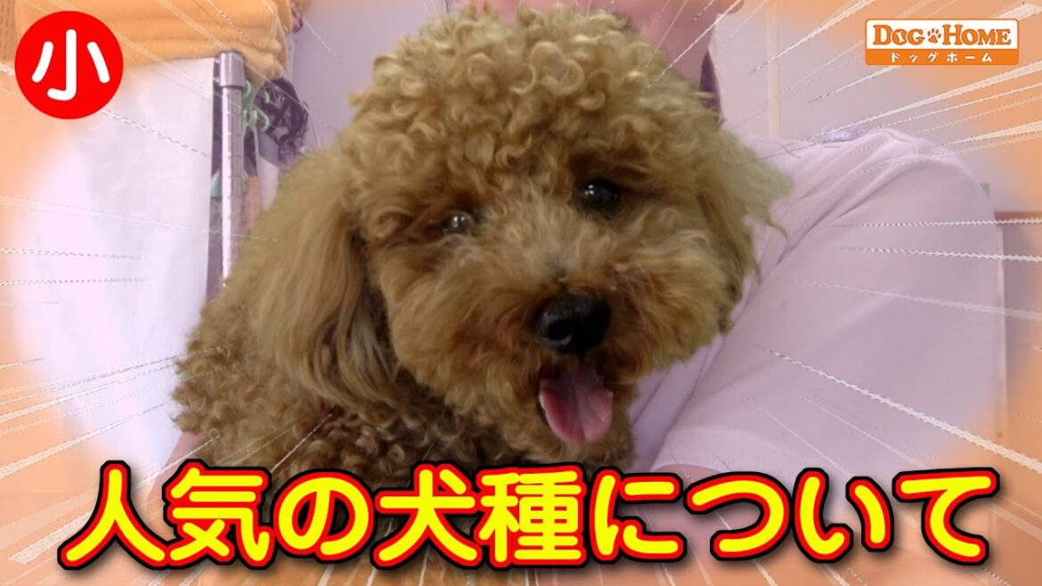 トイプードルの人気が作られている事。。。　【トイプードルのバンくんのシャンプー編】　୨୧∵トリミング サロン DOG HOME ドッグホーム∵୨୧