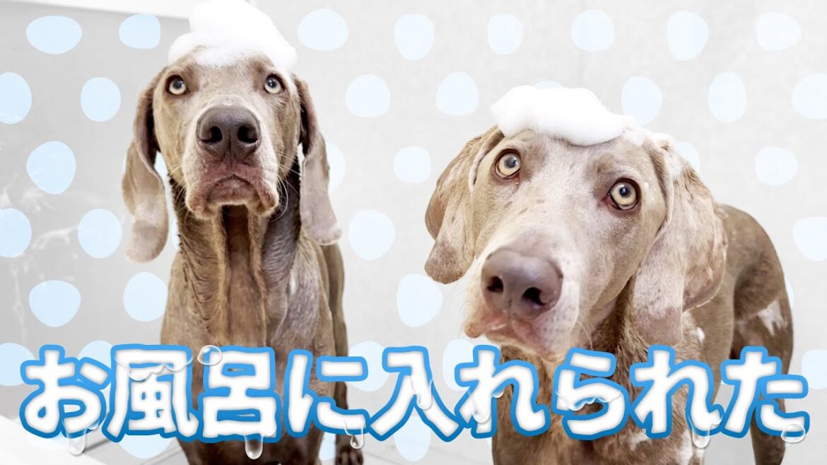 大型犬2匹を一気にお風呂に入れてみた!そして愛犬のために大量に届いたあるものとは!? 大型犬2匹を一気にお風呂に入れてみた!そして愛犬のために大量に届いたあるものとは!?