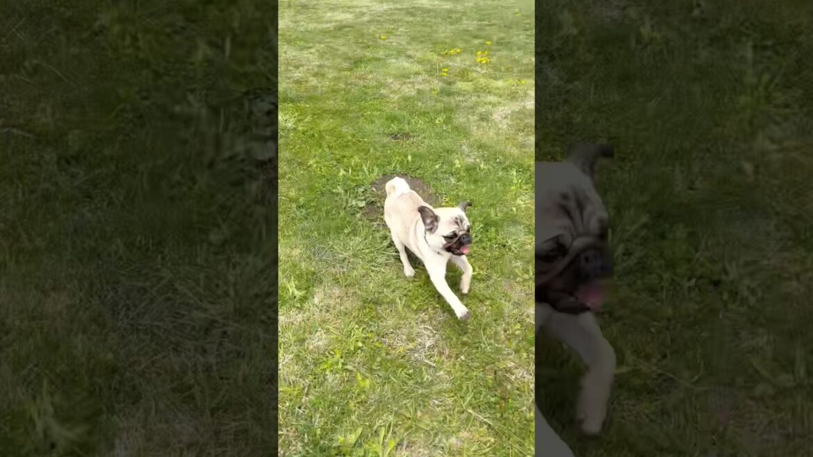 [パグ]全力ダッシュ2本🐕💨 (2 sprints) #shorts