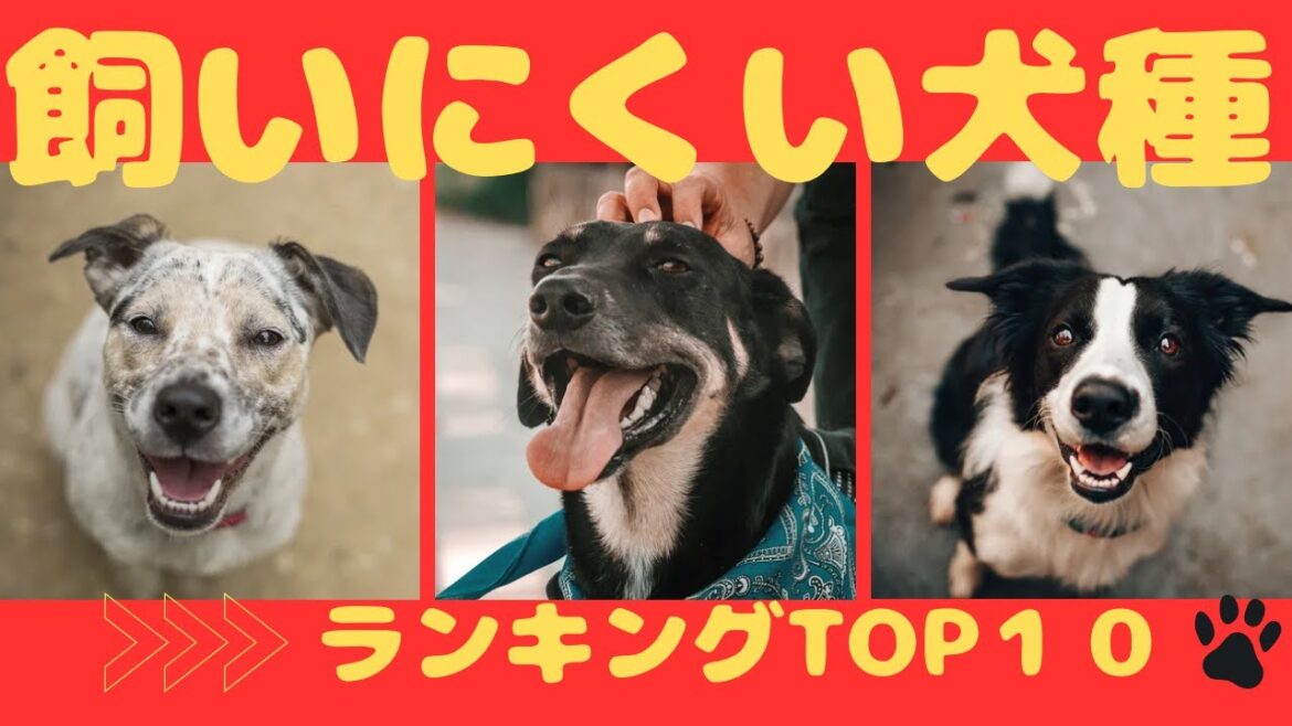 【徹底解説】飼いにくい犬種ランキングTOP10