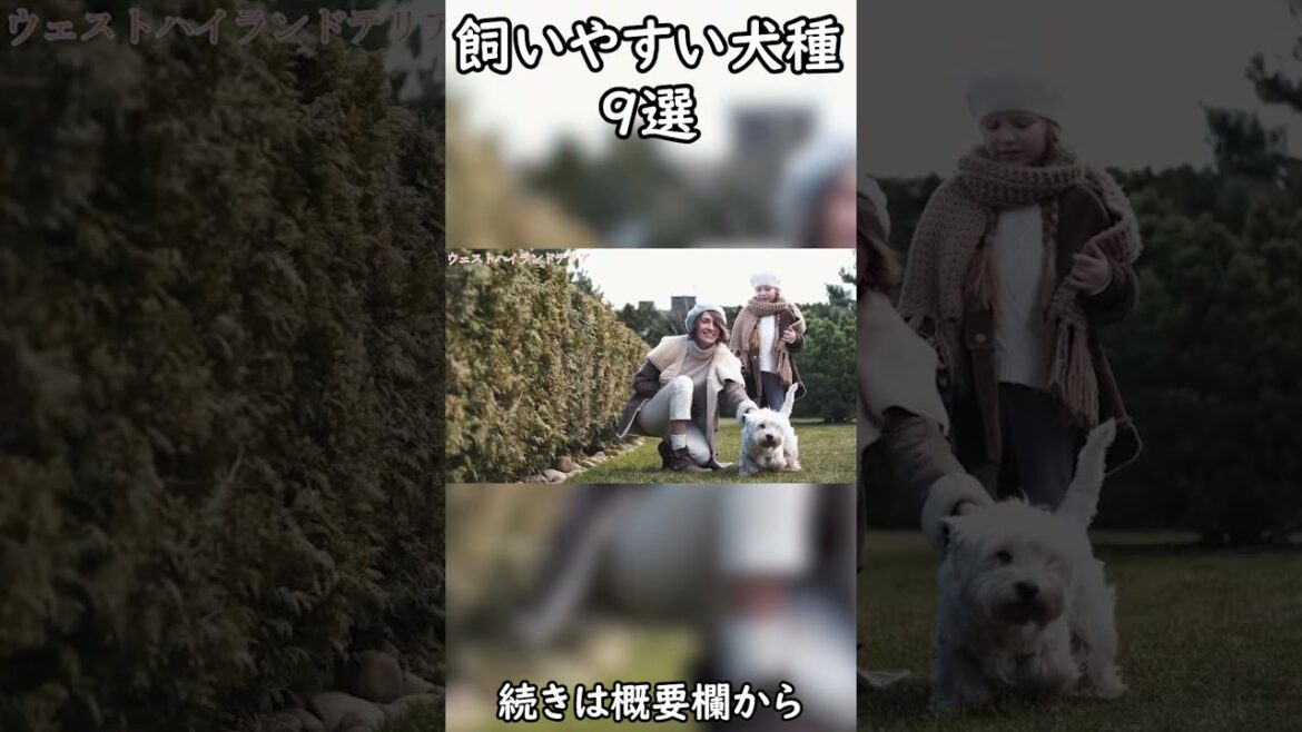 初心者でも飼いやすい犬種９選　ウェストハイランドホワイトテリア