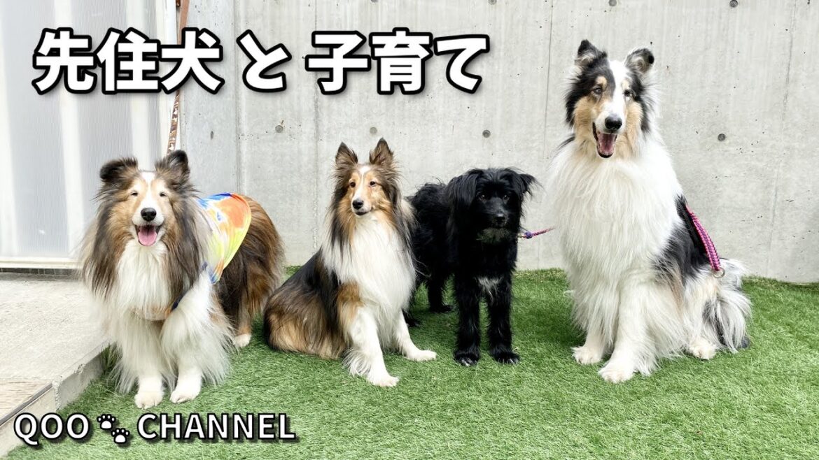 子供の日にちなんで、子育てのお話です😊 《 シェルティ / ラフコリー 》 子供の日にちなんで、子育てのお話です😊 《 シェルティ / ラフコリー 》