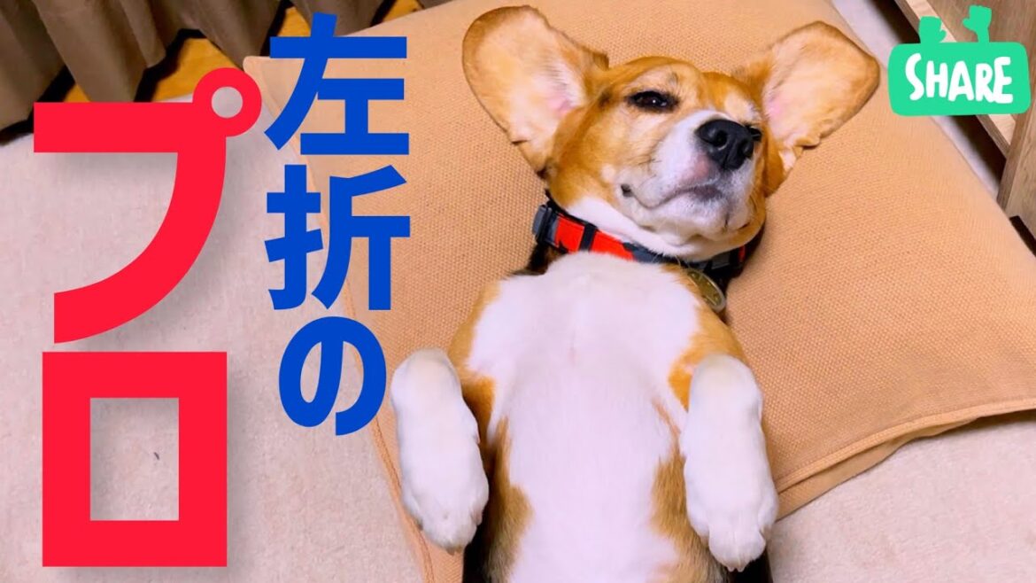 そのビーグル犬　左に折れまくる！