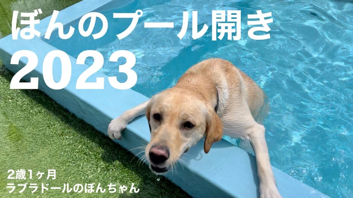 【ラブラドール#97】ラブラドールってみんな泳ぎが得意じゃないの！？ぼんのプール開き2023★labrador retriever 大型犬