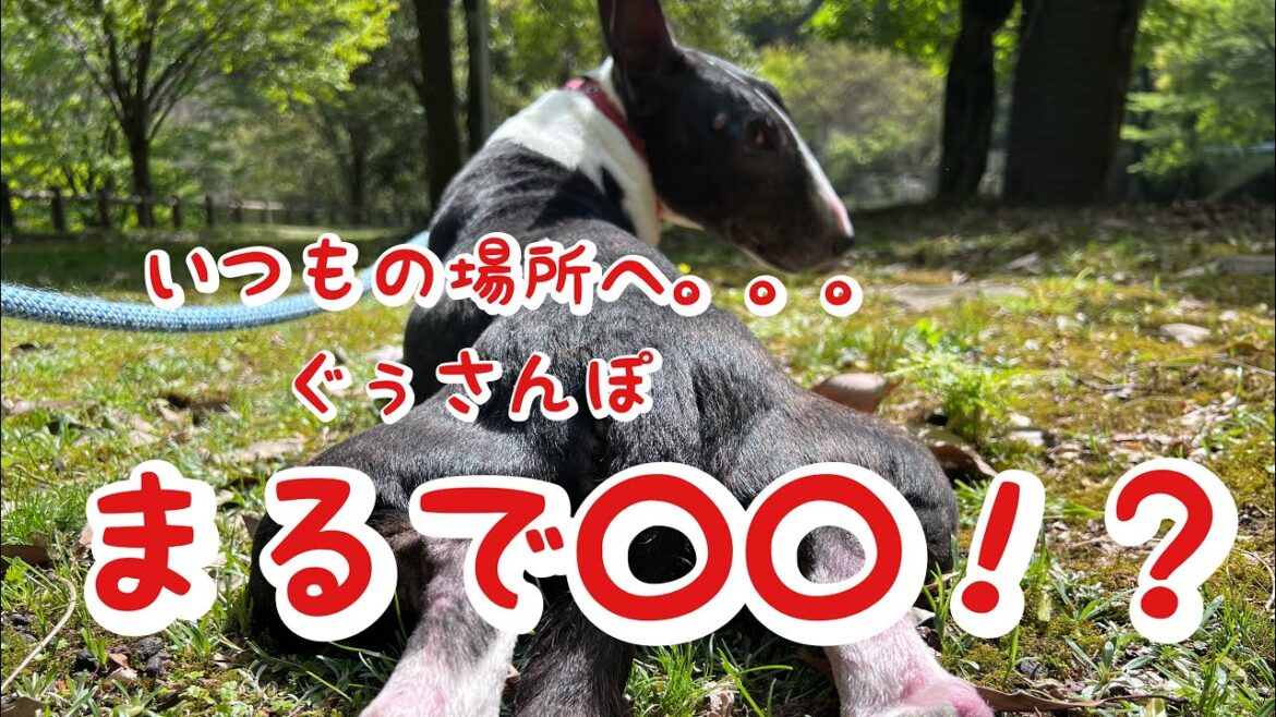 【ミニチュアブルテリア】ぐぅさんぽ