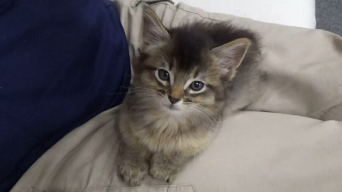 [ソマリ]　離乳を終えた子猫 1　膝の上が大好き