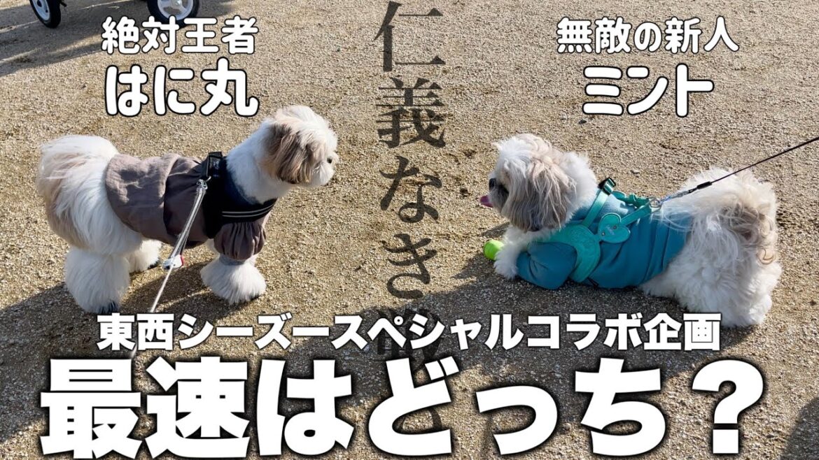 【東西シーズーコラボ①】ミントくんと念願の徒競走対決が大荒れ！勝ったのはどっち？ついに決着がつきました・・・