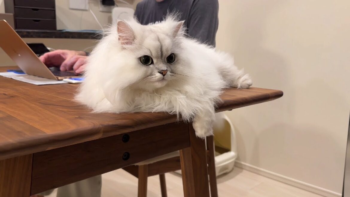 猫がそばにいる職場環境はこんなにも最高です