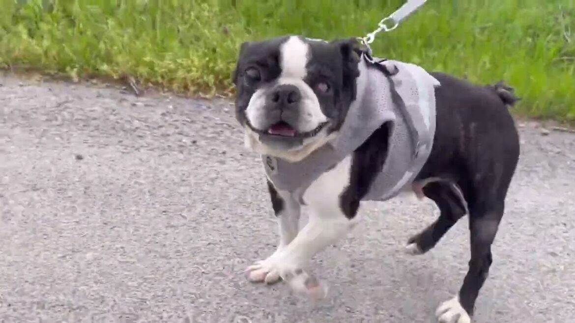 ボストンテリア成犬 里親様募集中です