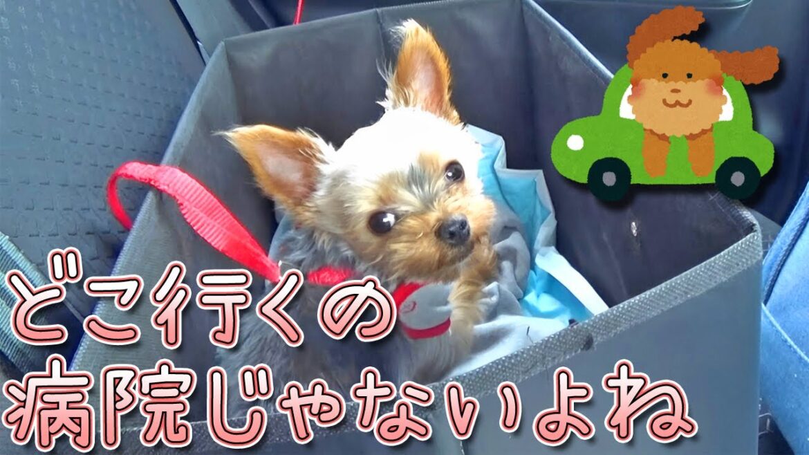 【ヨークシャテリア】ドックランではしゃぐヨークシャテリア【Yorkshire Terrier】