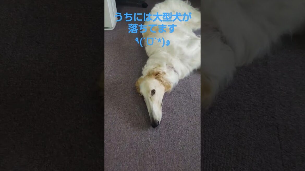 うちには大型犬が落ちてます🐶🎵😅　We have a big dog down at our house.