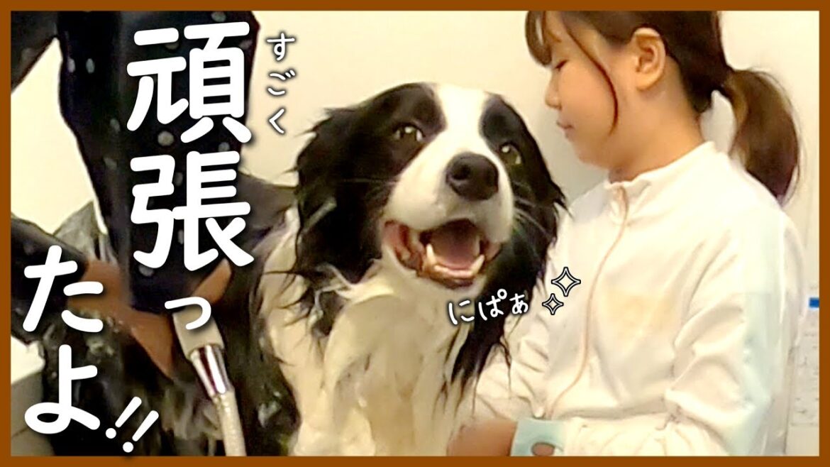 毛量が多く絡まる毛並みを念入りにお手入れした結果…!【ボーダーコリー】 毛量が多く絡まる毛並みを念入りにお手入れした結果…!【ボーダーコリー】