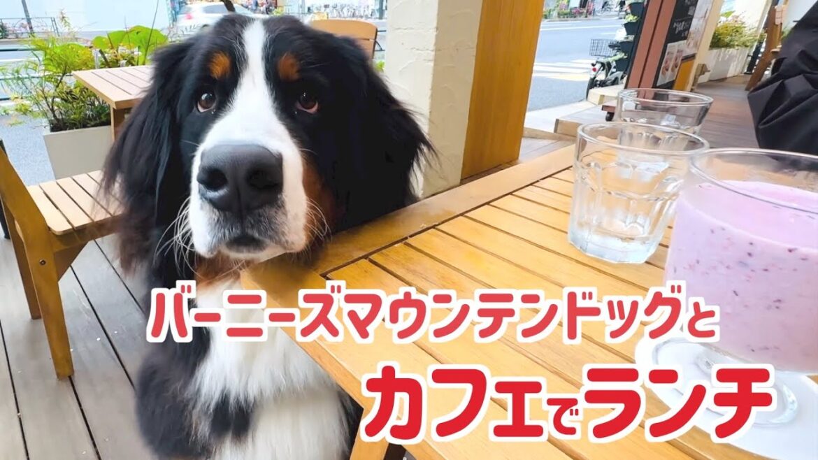 バーニーズマウンテンドッグと久しぶりにカフェでランチをしてきました