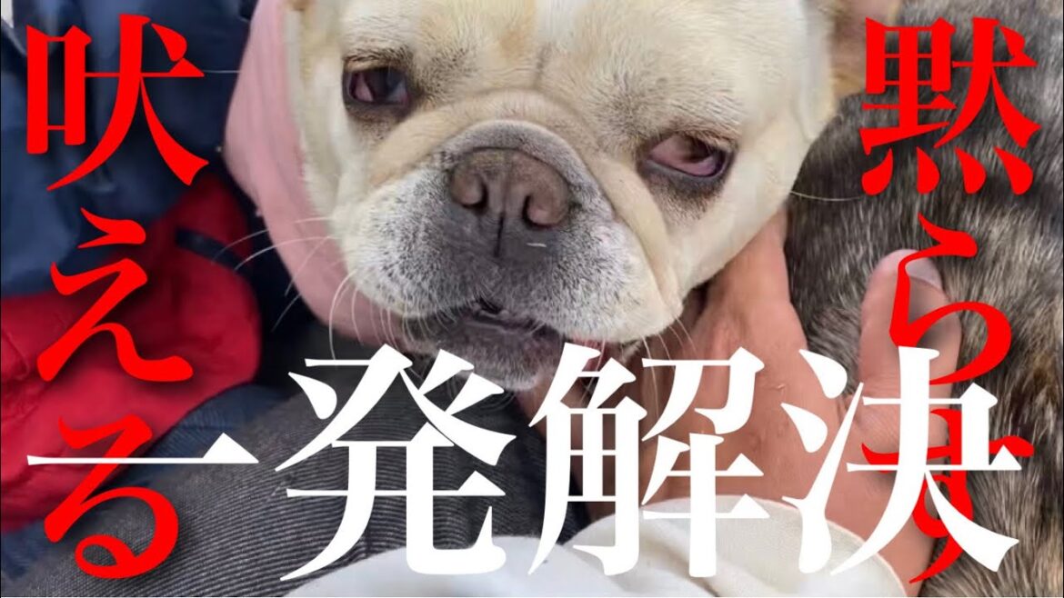 犬が吠えて困ってる？これで簡単に直せるよ