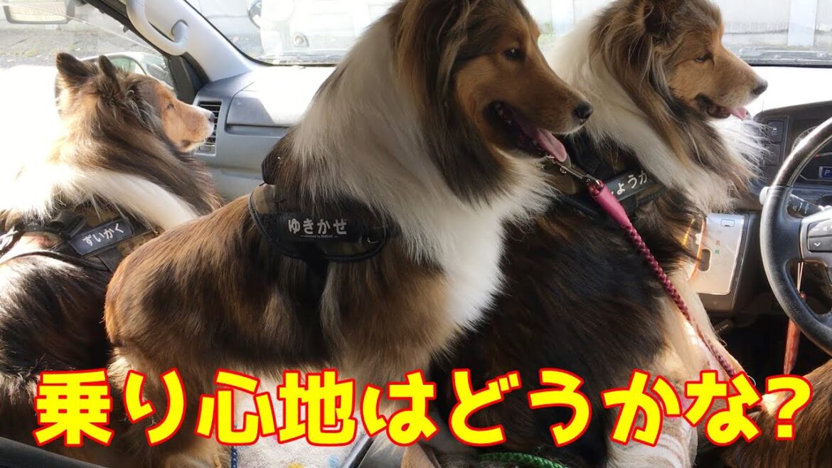 【シェルティ】瑞鶴号でお出かけした🚙【乗り心地はどうかな】