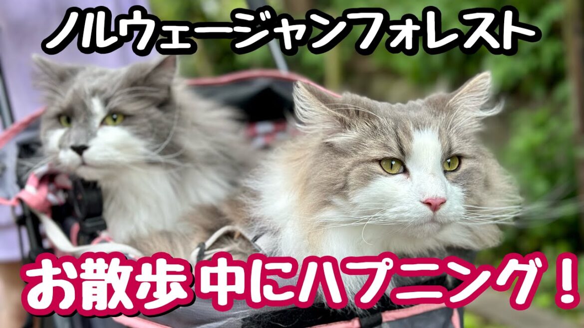 ノルウェージャンフォレストキャット散歩中にトカゲの尻尾を突きつけられた〜‼️