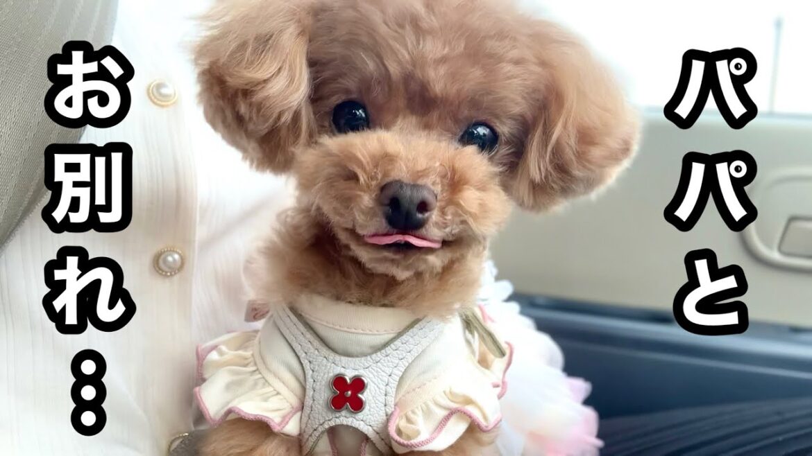 大騒ぎでパパに別れを告げる犬と、最後まで変わらぬ男。【トイプードルのコロン】