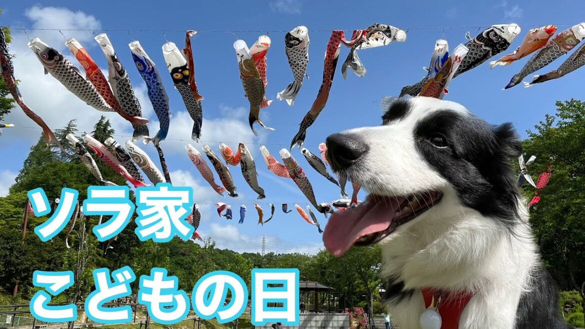 ソラ家 こどもの日の1日｜瑞浪市鯉のぼり祭り｜#ボーダーコリー #bordercollie #こどもの日