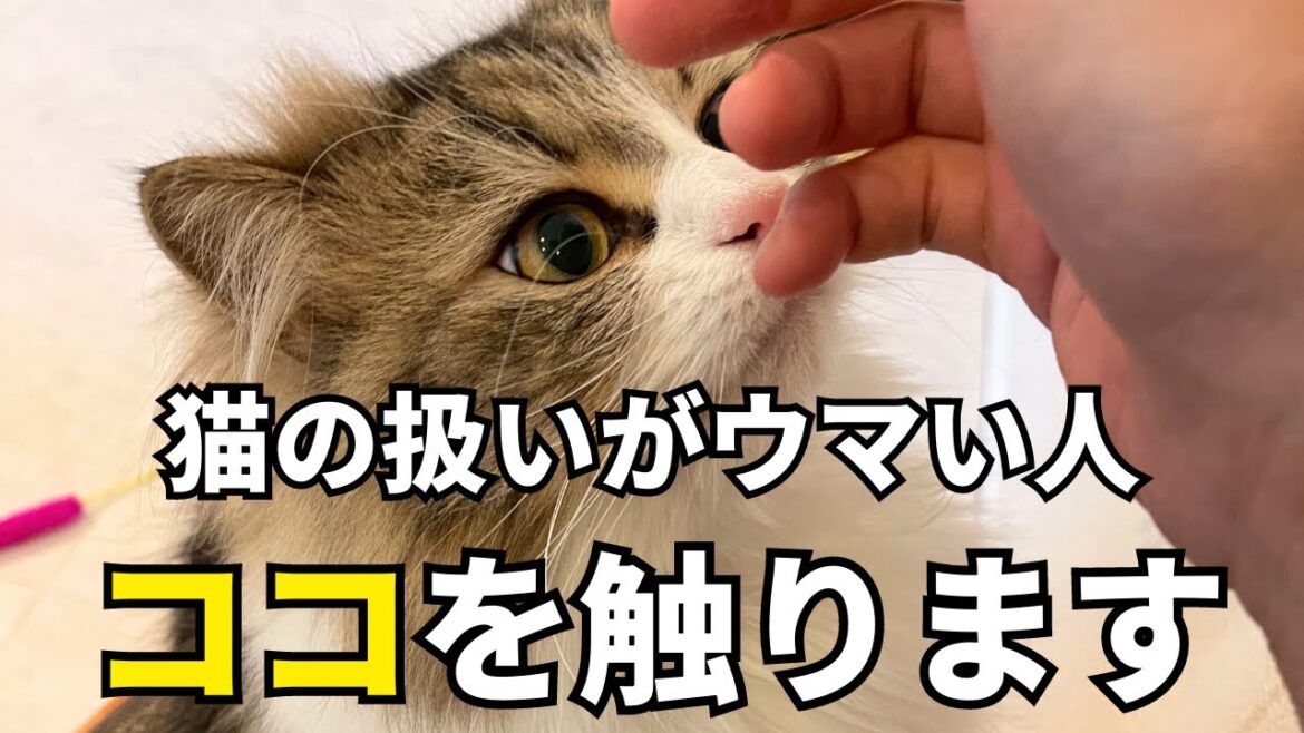 猫の扱いがウマイ人は触っている猫の大喜びスポット【後半は日常動画】らんちんの鼻を触っていたらマ〇ュ○〇が出てきました