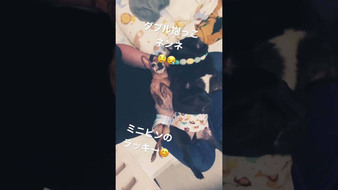 【老犬ホーム】パグとミニピンくん兄弟とのんびりな日曜日