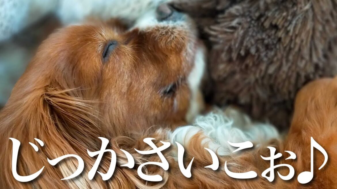 【帰省vlog】久々のママの実家にもすぐ慣れてくつろいでる愛犬が可愛い【キャバリア】VLOG 【帰省vlog】久々のママの実家にもすぐ慣れてくつろいでる愛犬が可愛い【キャバリア】VLOG