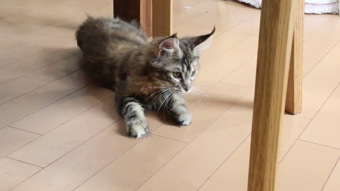 元気なメインクーン子猫イドウナちゃん