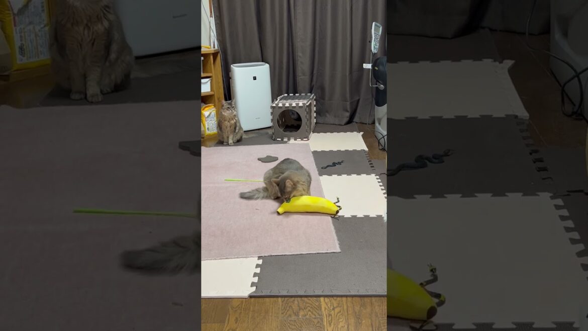 そんなバナナ　猫遊び　セルカークレックス　ソマリ