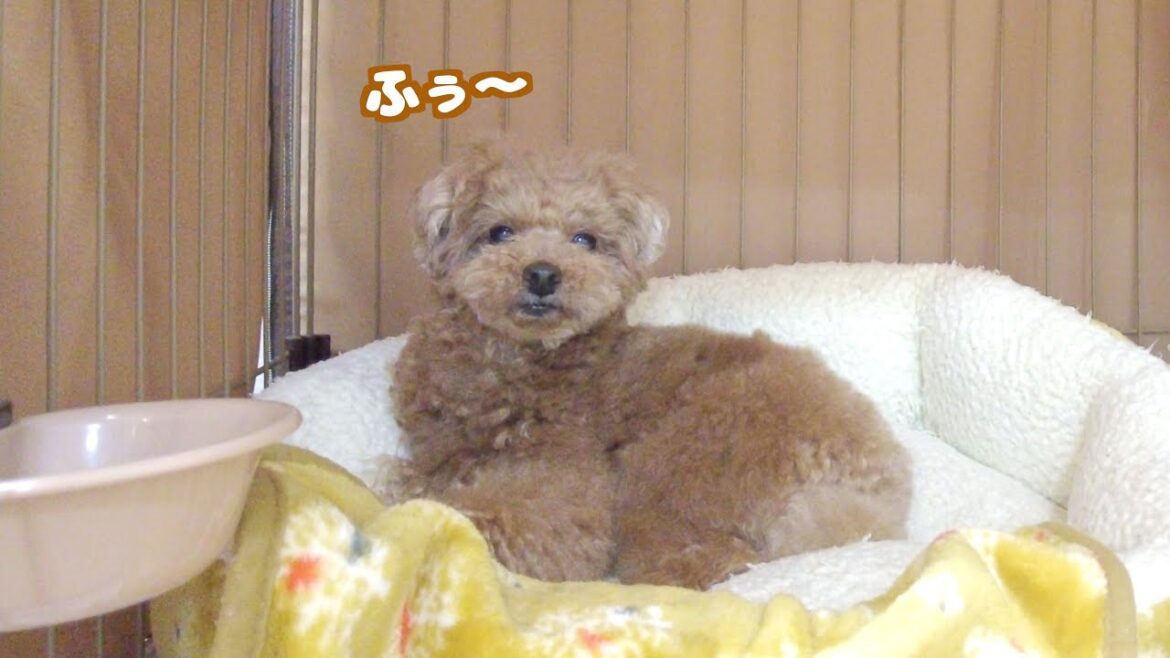 最近また妹犬の部屋にいりびたる様になった兄犬がこちらです 最近また妹犬の部屋にいりびたる様になった兄犬がこちらです