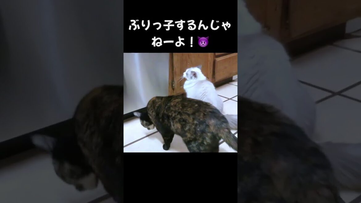 【猫の嫉妬・猫パンチ】発情期のラグドールを叩く避妊済みのサビ猫 #shorts