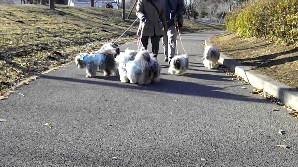 LhasaApso 大ラサ・仔ラサのお散歩！