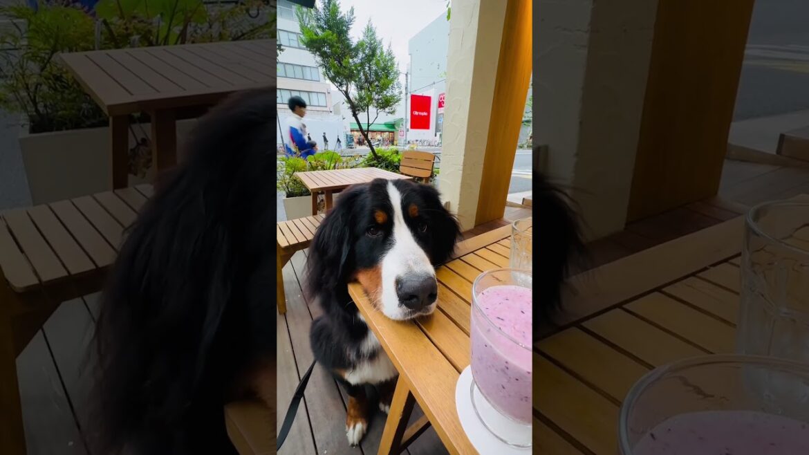 バーニーズマウンテンドッグとカフェでランチをしてきました