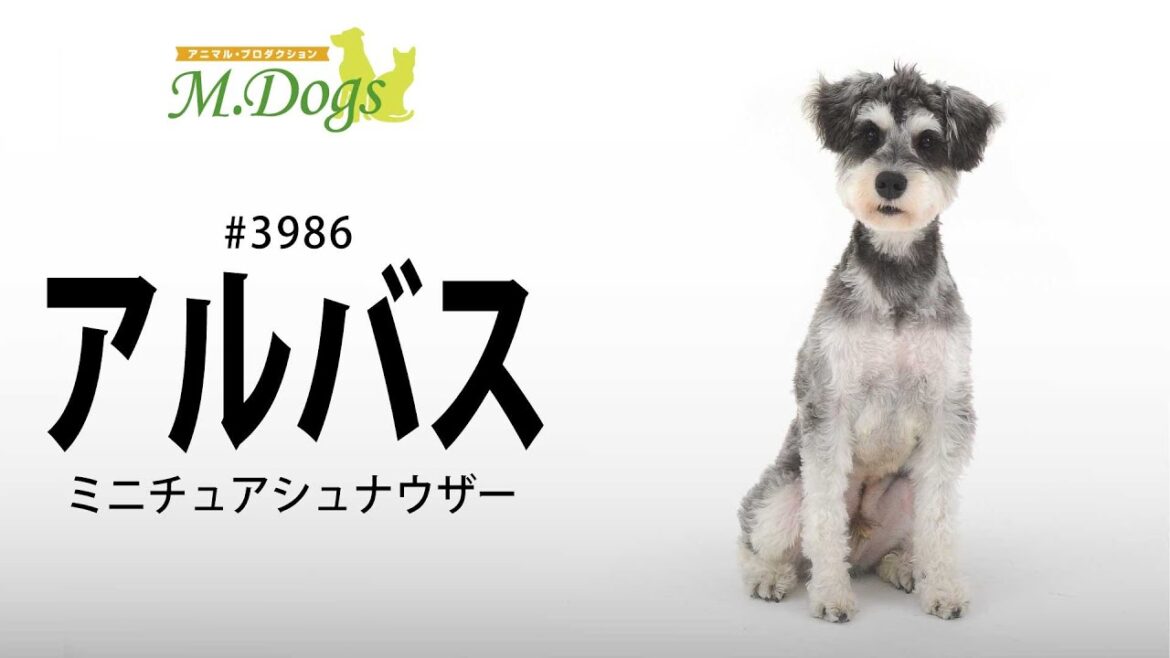 ペットモデル #3986 ミニチュアシュナウザー「アルバス」
