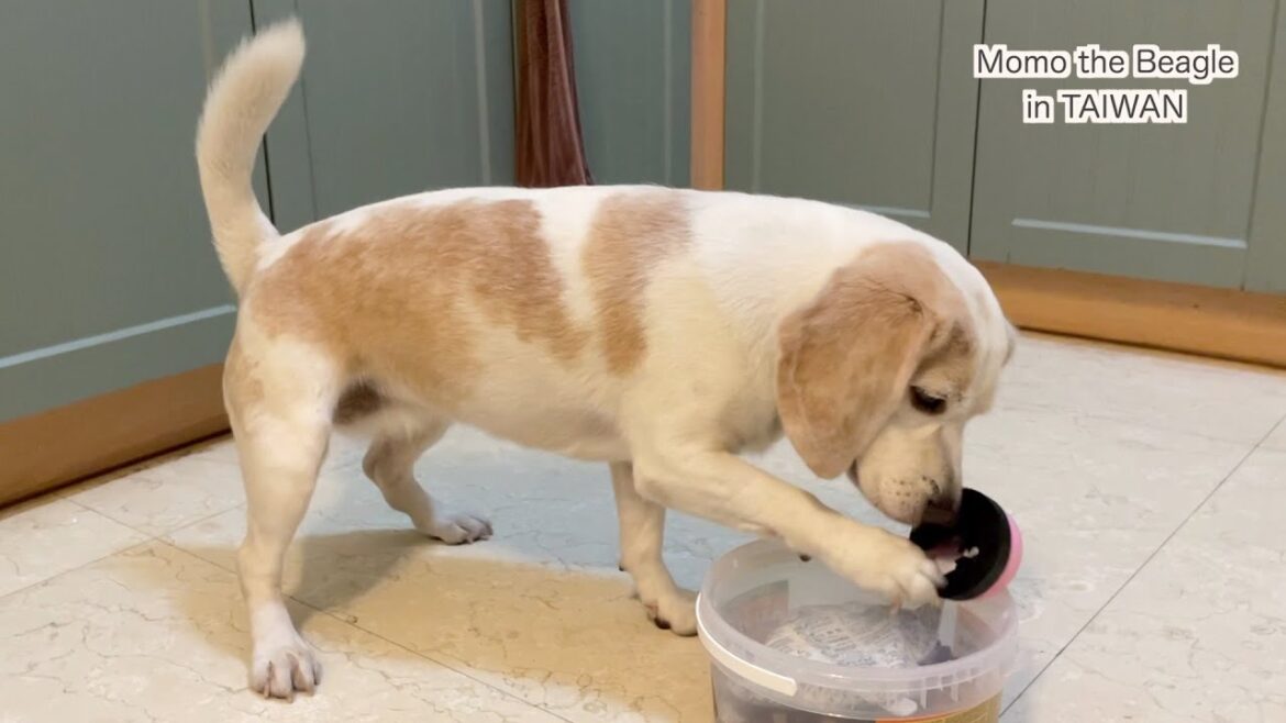 ベル押しゲームのルールをあまり理解していないビーグル犬モモ