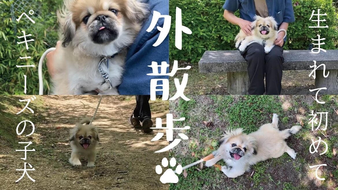 はじめての外散歩/子犬のペキニーズぽん太散歩へ行く