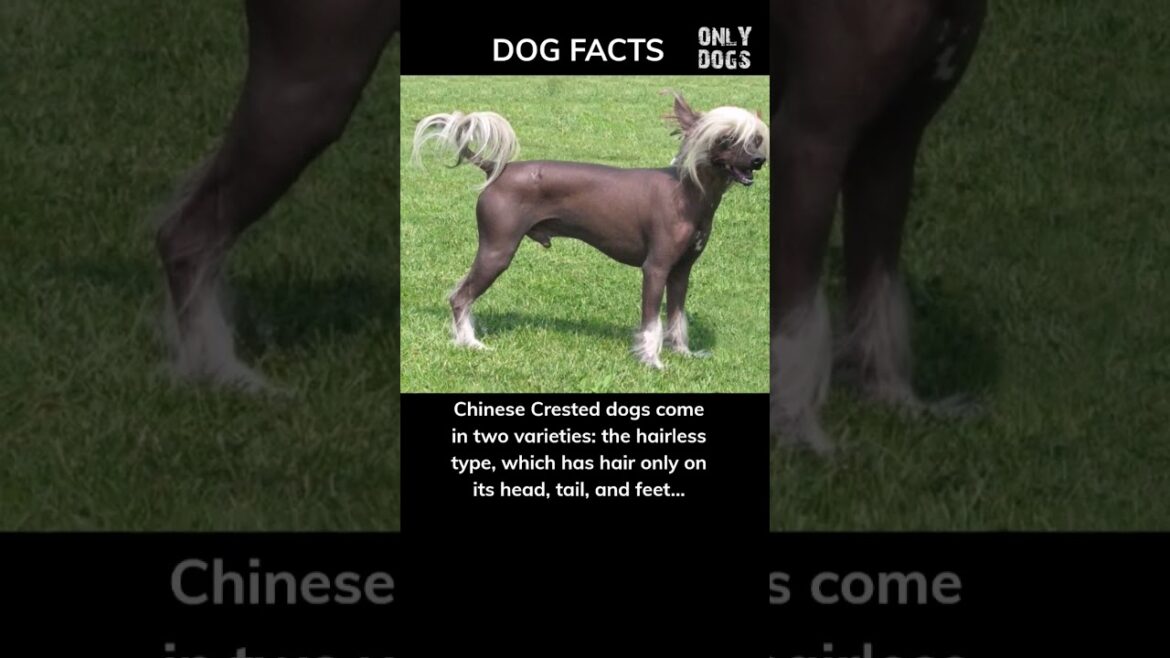 Hairless or Powderpuff? Vote now #shorts #dog #facts #dog Hairless or Powderpuff? Vote now #shorts #dog #facts #dog