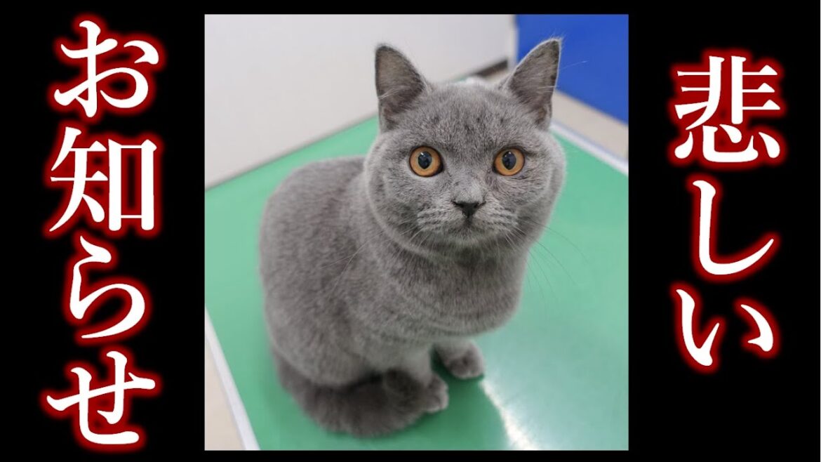 FIP(猫伝染性腹膜炎)を発症してしまいました【"解放"された子猫の「むくた」】